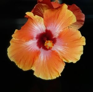 Meet your Posher, Nan